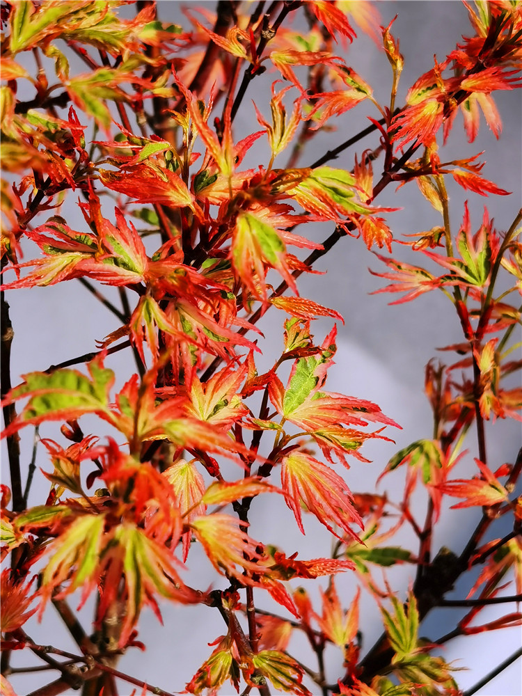 正宗日枫蝴蝶锦枫红七变化彩叶红枫小盆栽虎雀 882号粉色系蝴蝶锦枫