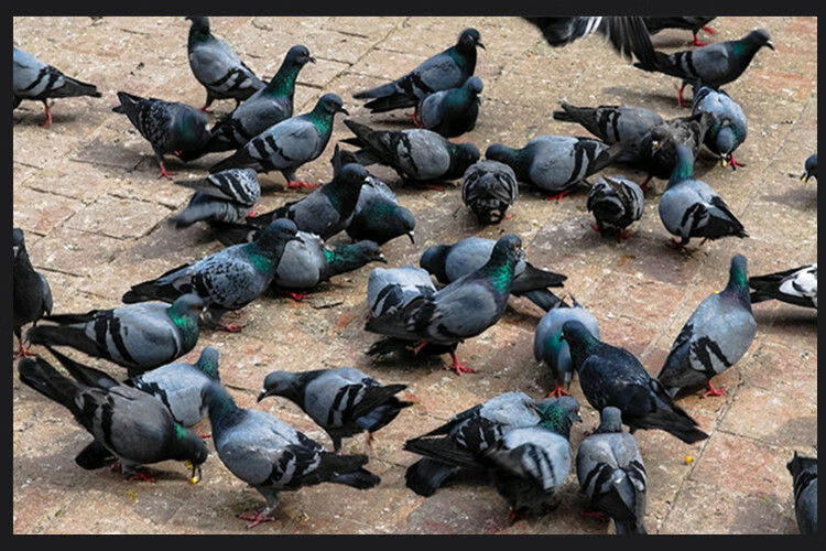 散养五年老鸽子新鲜乳鸽沂蒙山农家原粮土鸽散养乳鸽现杀三个月足龄