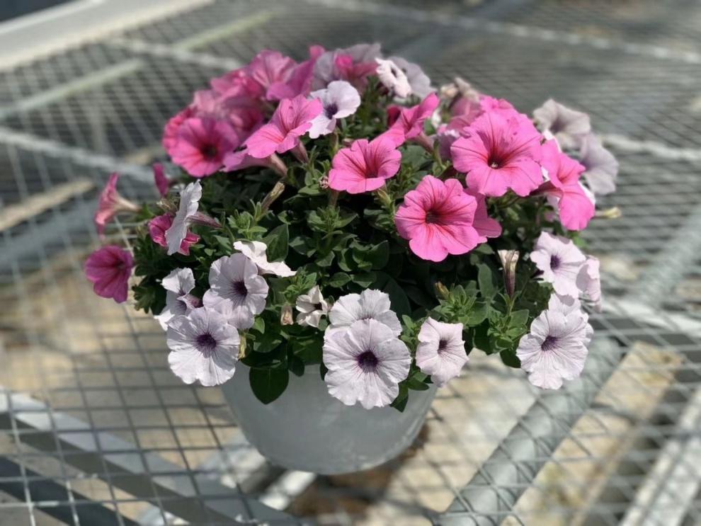 矮牵牛花苗四季室外好养易活易爆盆阳台庭院花卉盆栽绿植秋颖矮牵牛混