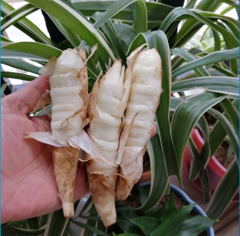 新鮮竹芋竹薯面薯冬薯化州農家竹薯粉綿冬芋煲湯食材 500g 小果【圖片