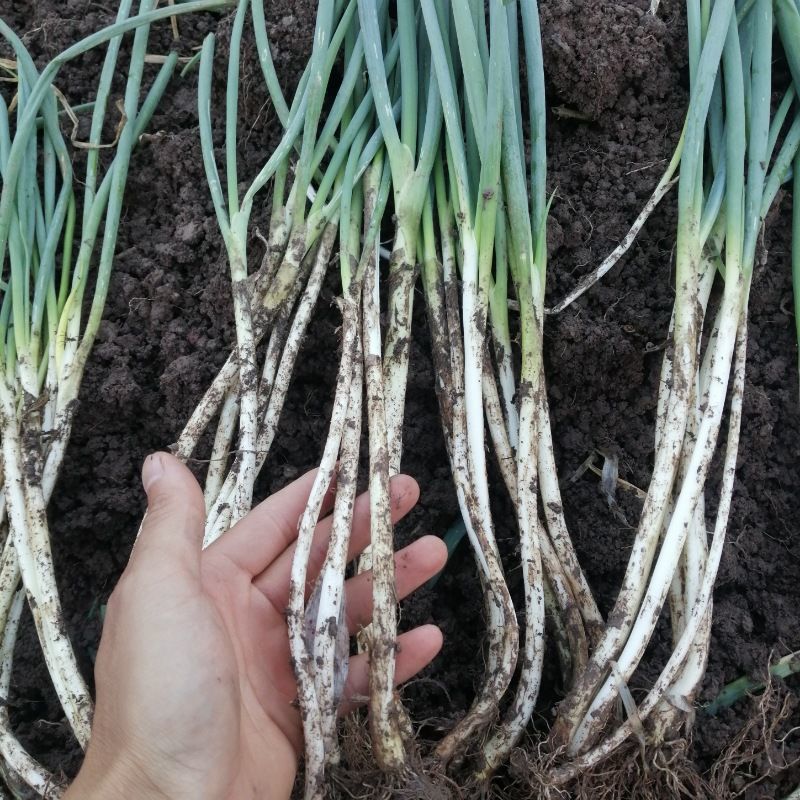 四川大葱新鲜葱黄农家自种葱白本地大葱分葱小细葱脆香葱甜葱嫩葱5斤
