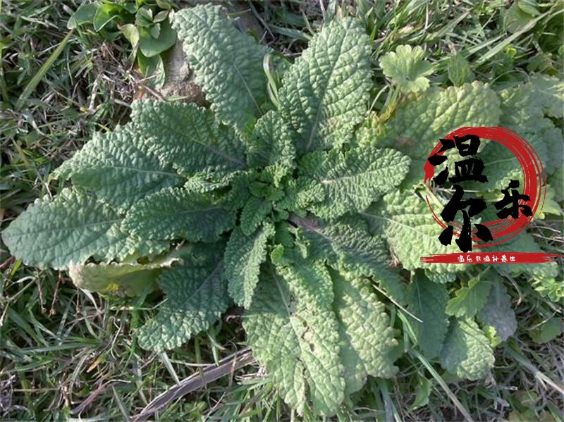 新鲜蛤蟆草癞蛤蟆菜蟾蜍草蛤蟆皮棵草荔枝草皱皮草雪见草250g干货