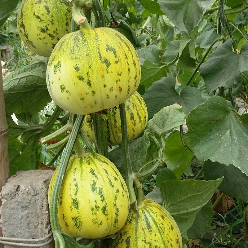 超甜香瓜籽八里香甜瓜种子糖度高早熟高产花皮面瓜种籽春夏季水果 超