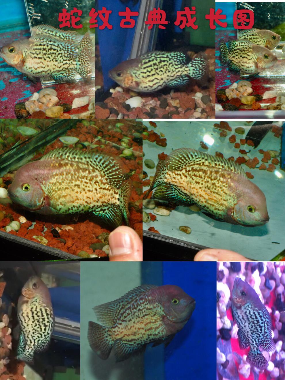 不二臣泰国进口观赏罗汉鱼泰金幻彩虹退沙红金花火凤蛇纹泰古典精品苗