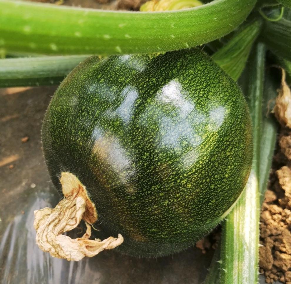 云南农家自种小圆瓜小南瓜西葫芦萎瓜时令蔬菜茭瓜白瓜 3斤实惠装 嫩