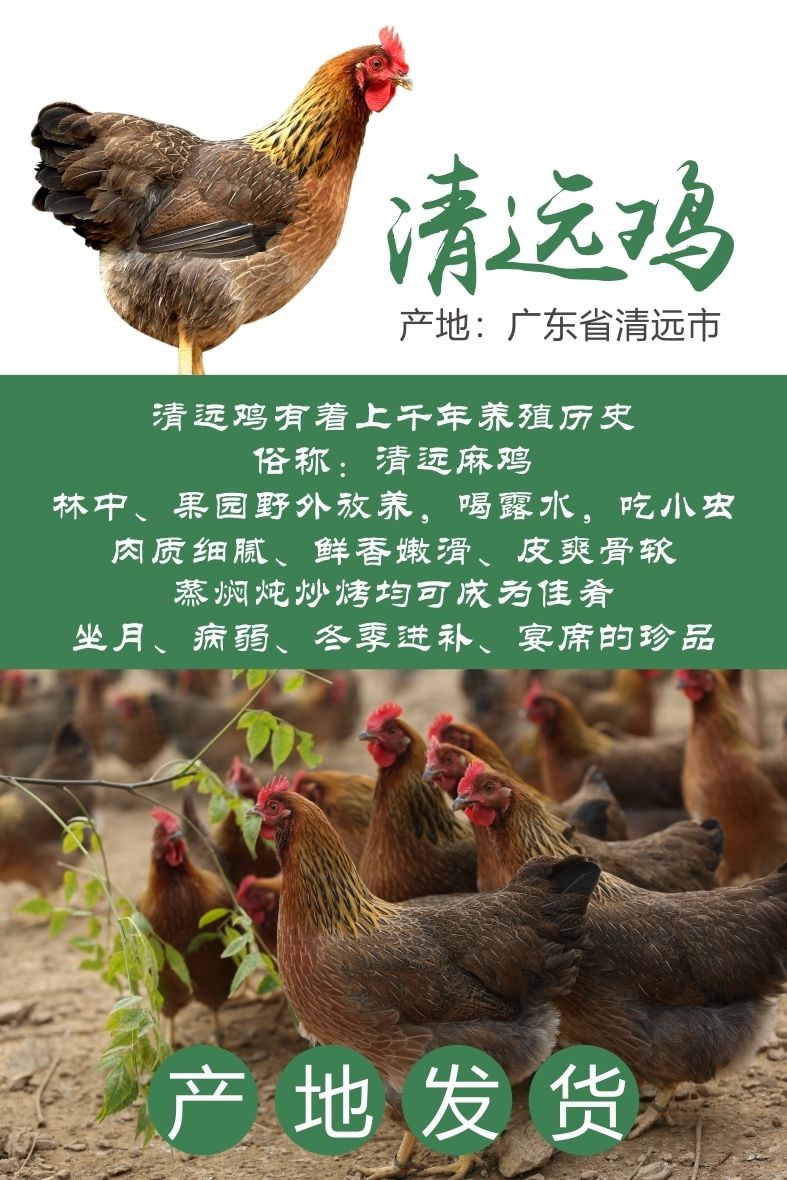 广东散养麻鸡农家走地土鸡接单新鲜现杀整鸡母鸡净重2528斤1只