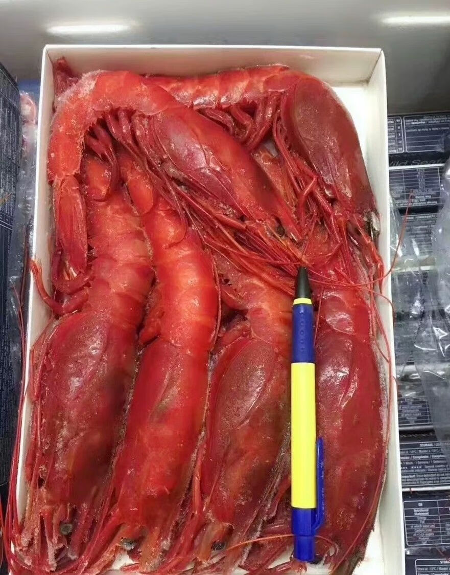 新鲜大红魔虾鲜活美食速冻刺身大号生鲜惟纳德 1000克 一斤14-18只约