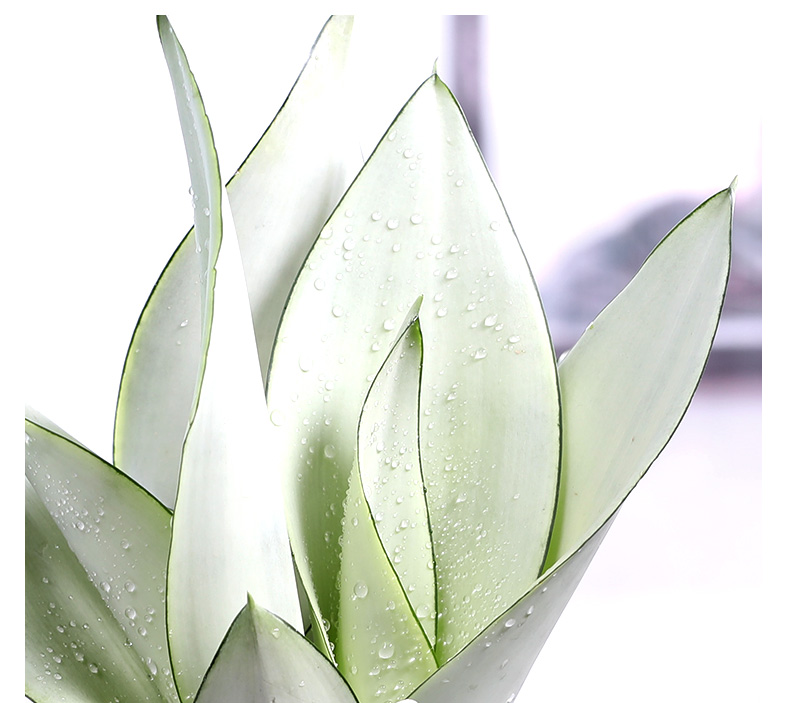 白玉虎皮兰盆栽水培植物d8 两盆白玉兰 6颗(鱼肚瓶) 含盆