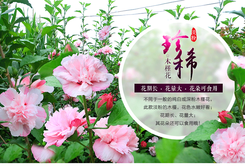 淡粉重瓣木槿花庭院室外地栽阳台盆栽耐寒木本花卉植物木槿花苗地径