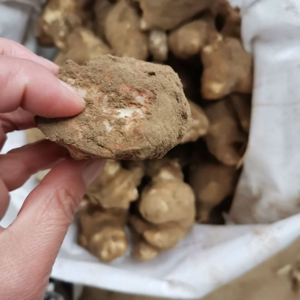 新鲜洋姜种子1斤/3斤/5斤发芽种植鬼子姜菊芋头地姜菜姜洋姜种子 10斤