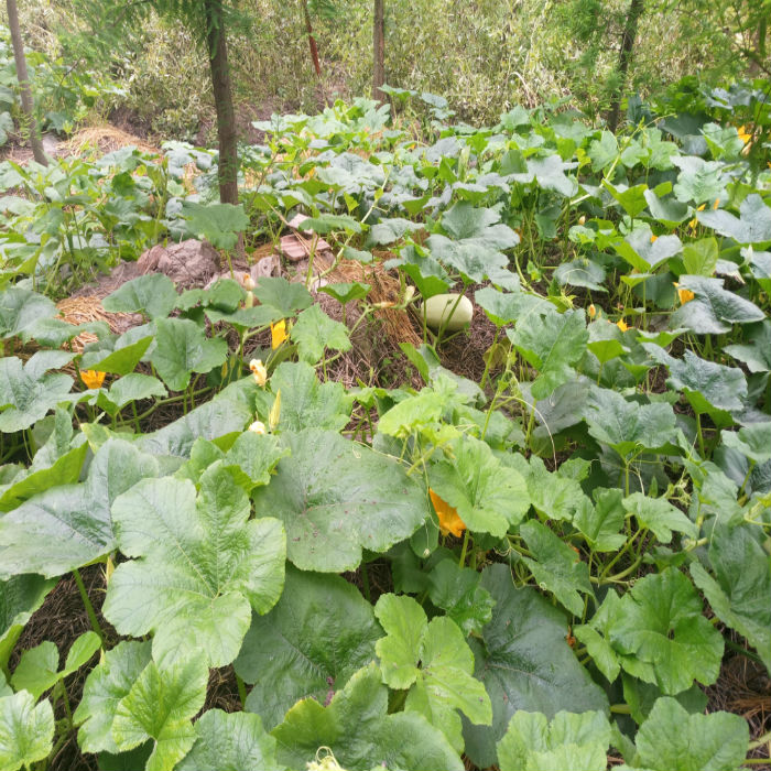 2021年上海崇明特产黄金瓜 凉拌金瓜丝新鲜农产品露天种植 6斤