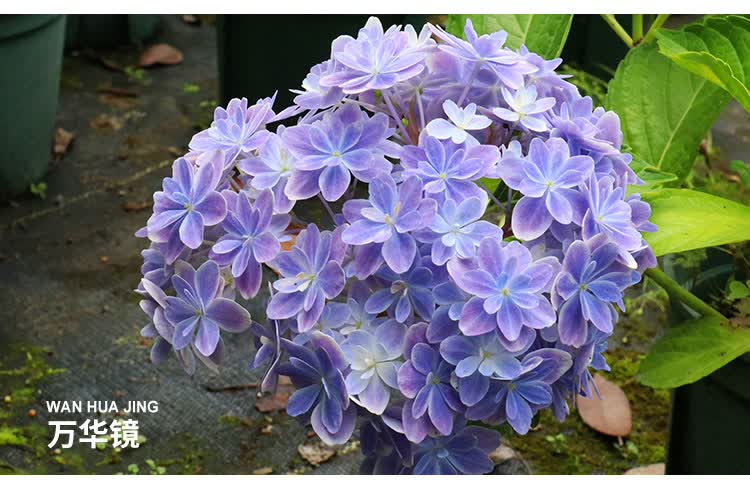 万华镜纱织小姐惠子摇摆乐太阳神殿卡米拉艾薇塔大花绣球八仙花艾薇塔