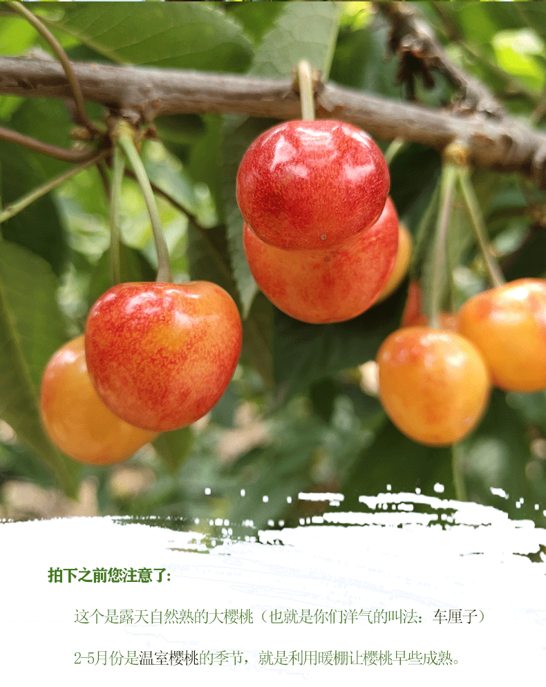 现摘烟台黄水晶黄蜜大樱桃新鲜孕妇水果蜜甜车厘子黄樱桃顺丰l24mm