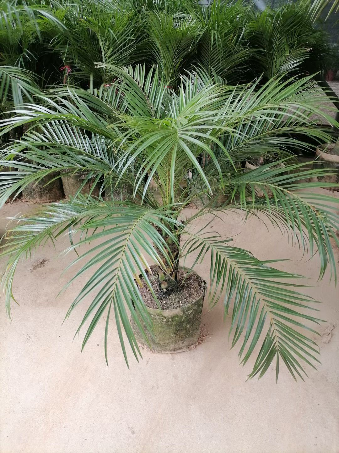 针葵盆栽中大型北欧风格细叶盆景家居庭院走廊除甲醛高档常绿绿植高