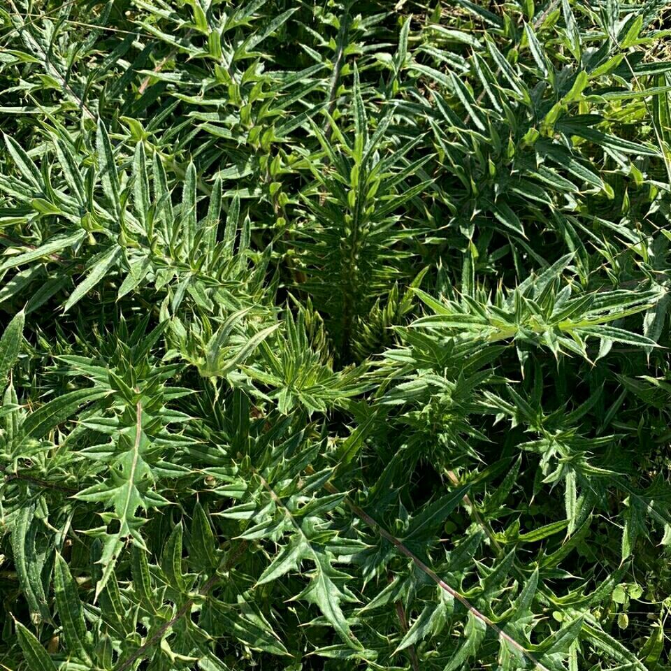 新鲜大蓟根鸡刺根刺儿菜鸡足刺猪姆刺马蓟野红花鸡项草 3斤【图片