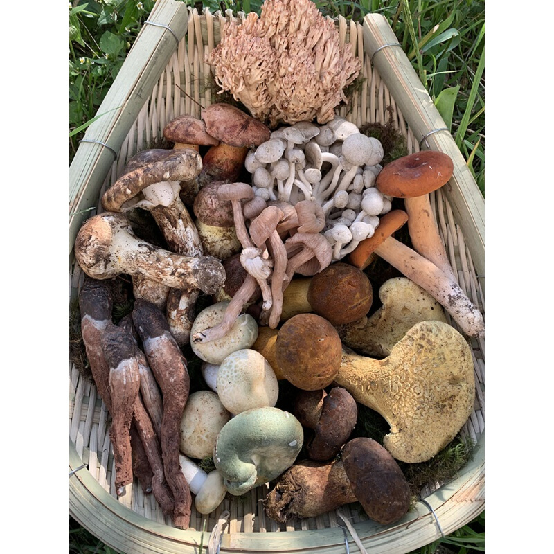 菌新鲜云南鸡枞菌牛肝菌青头菌松茸1000g杂菌组合蘑菇 菌组合 1000g