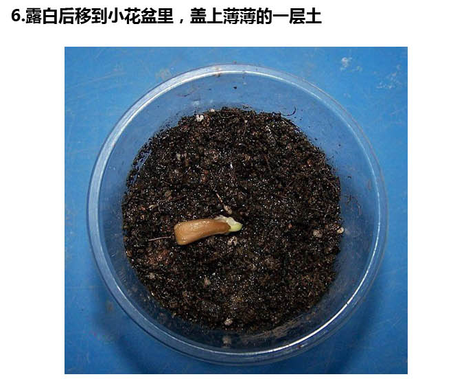 重瓣太阳花花籽四季花种子易活种籽盆栽开花室外太阳种孑花种籽子苏炫