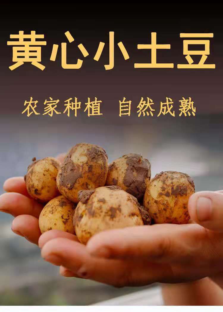 【精选果蔬】新鲜现挖恩施富硒小土豆新鲜迷你黄心农家自种洋芋马铃薯