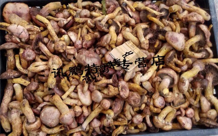 5折 松傘蘑 東北特產 蘑菇 肉蘑菇 松樹傘蘑菇 500g