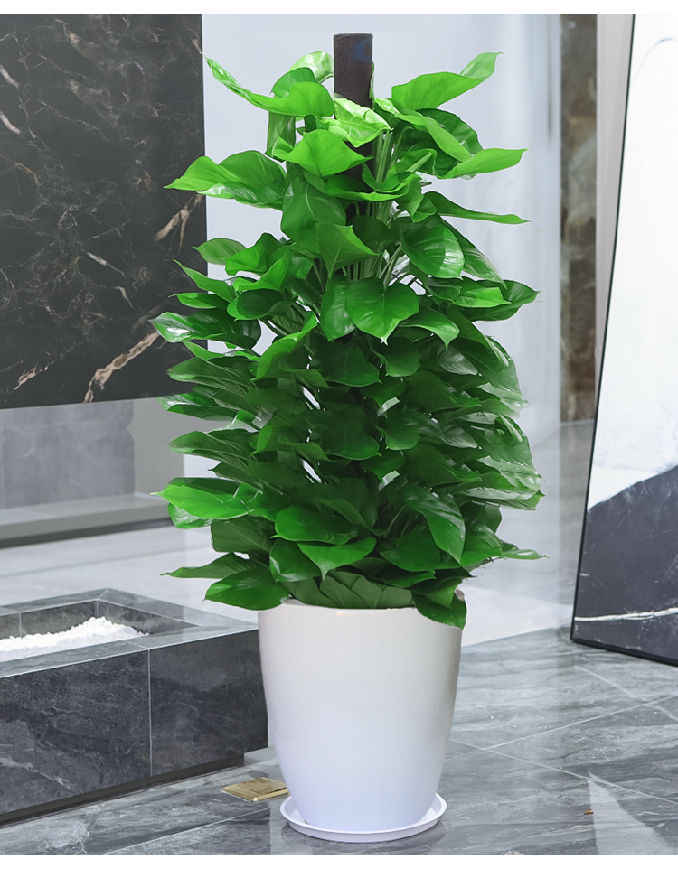 绿萝柱大型绿箩租赁装饰摆件绿植办公室室内盆栽约15米白盆带盆栽好