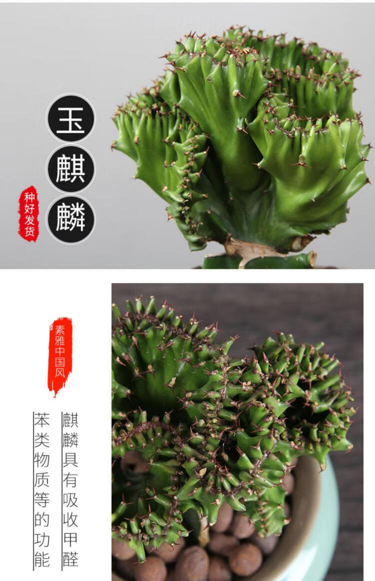 彩麒麟盆栽仙人掌室内客厅春峰绿植多肉植物旺好养花 玉麒麟 山水青花