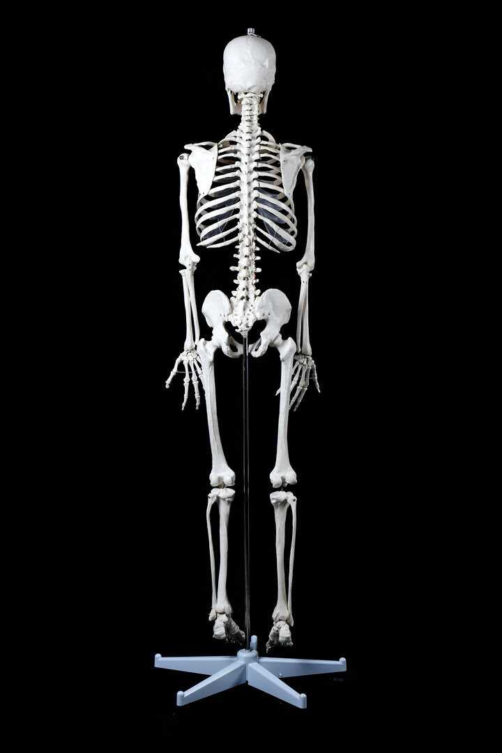 人体长度最长的骨骼图片