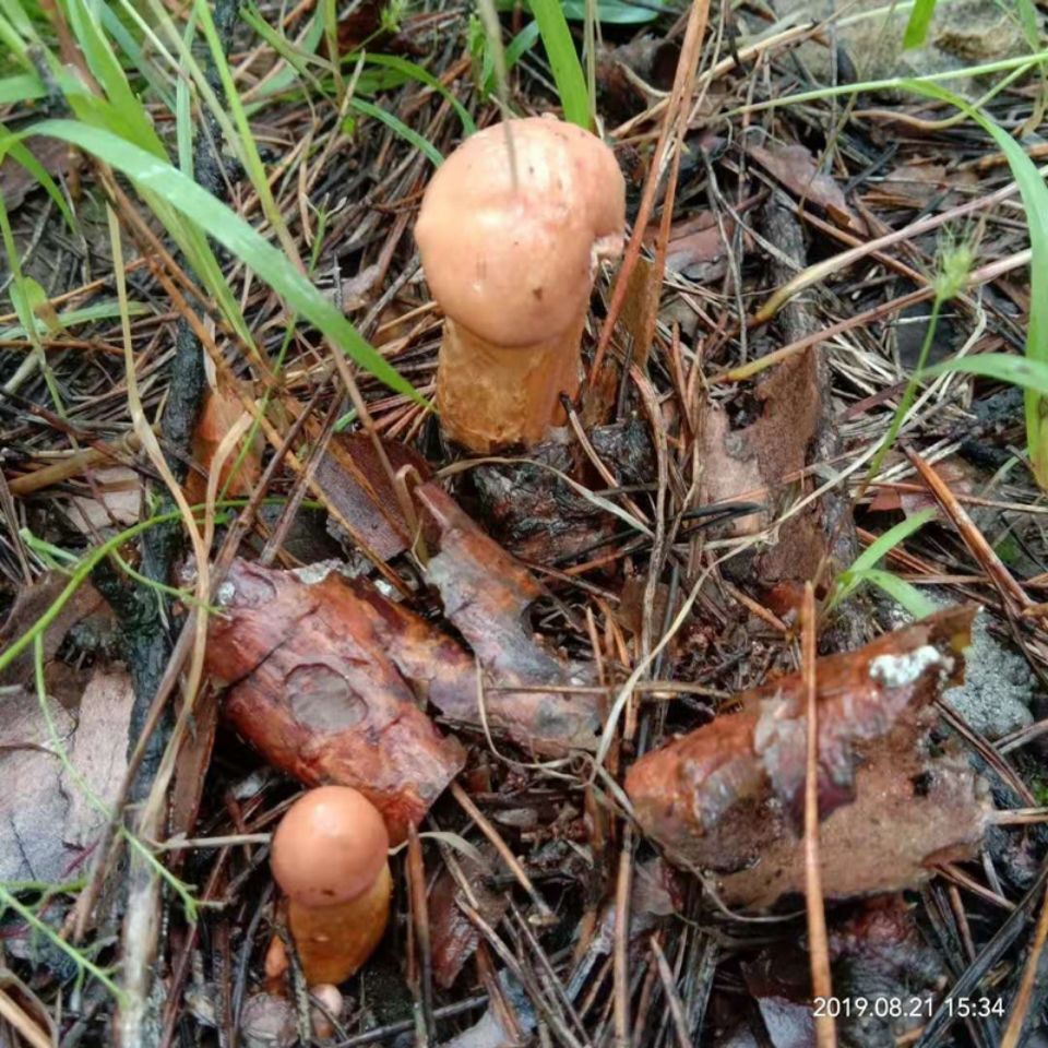 东北特产红松伞蘑菇红蘑松鼠伞干货松蘑菇小鸡炖蘑菇自然晒干250g