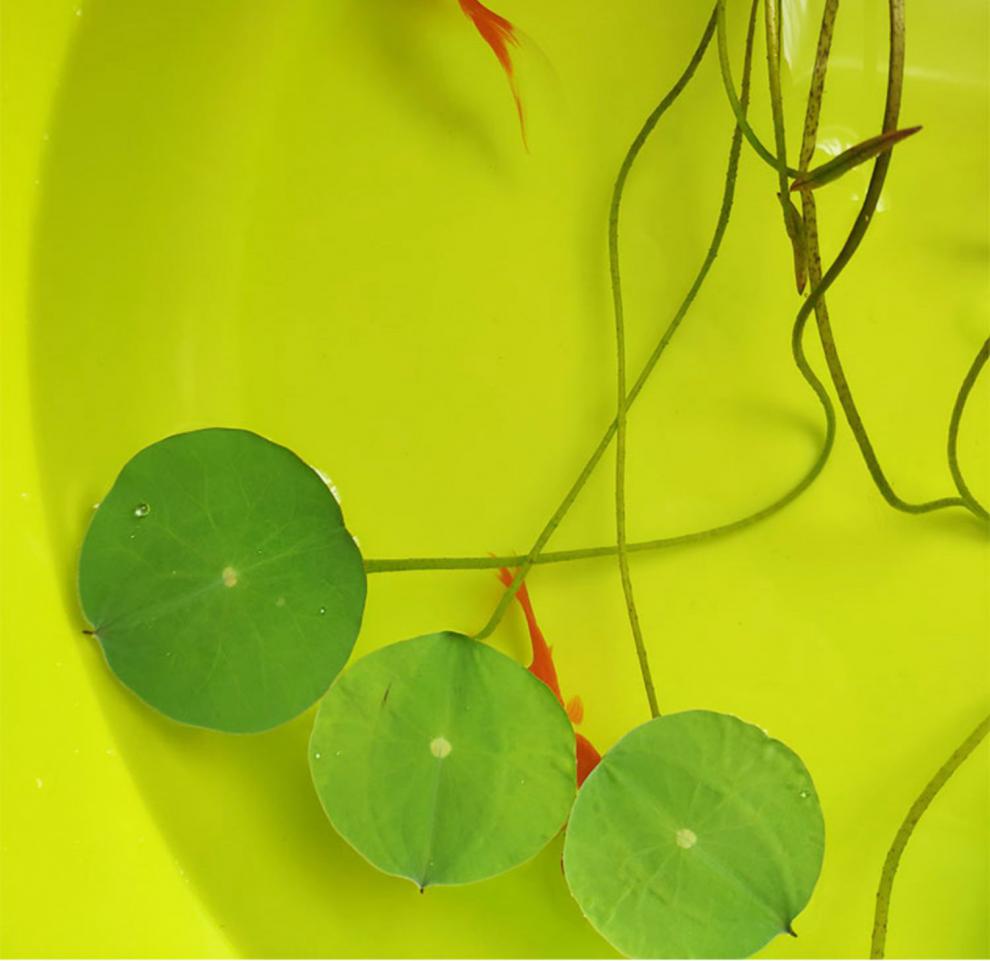 草金鱼小金鱼活鱼耐活鱼苗观赏鱼不打氧小鱼宠物好养淡水鱼锦鲤鱼 6