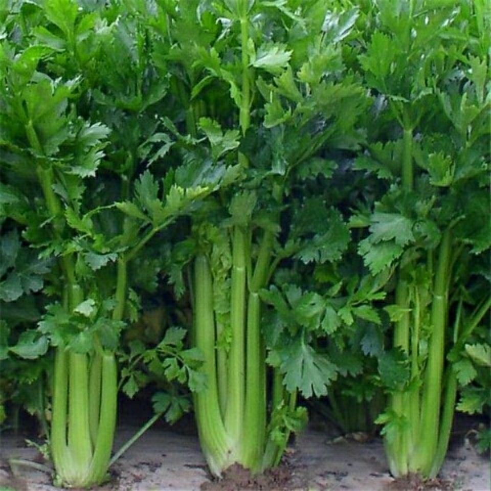 新鲜西芹5斤嫩西芹芯农家自种现拔新鲜蔬菜类胡芹香芹3斤/5斤 三斤去