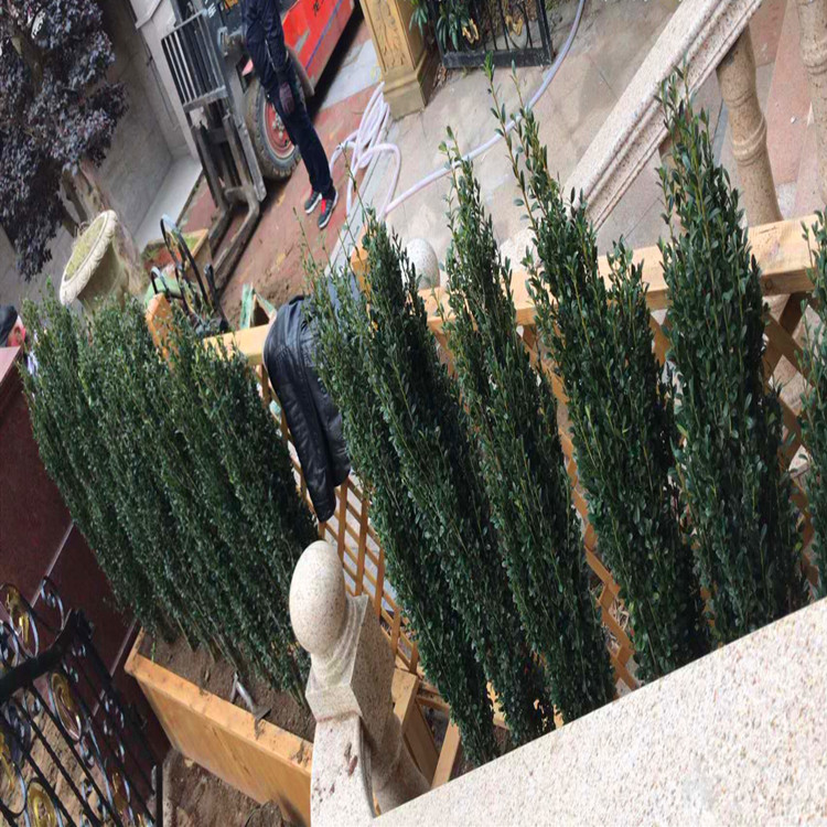 庭院树苗绿篱栅栏直立冬青朝天笔日本冬青直杆钝齿四季长青篱笆苗15