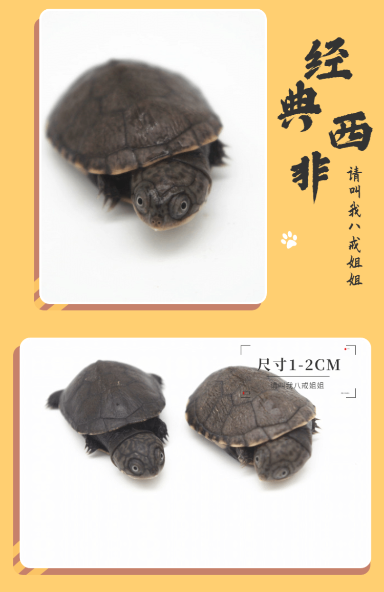 西非侧颈龟剃刀活体西非龟深水龟蛋龟长颈龟乌龟活物 观赏龟 西非8-10