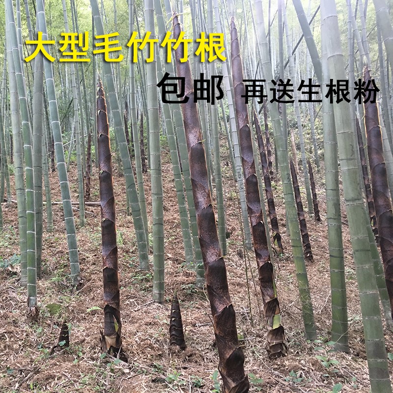 大型巨龙竹竹子苗楠竹苗竹笋苗巨龙竹竹苗毛竹苗竹鞭庭院户外种植sm