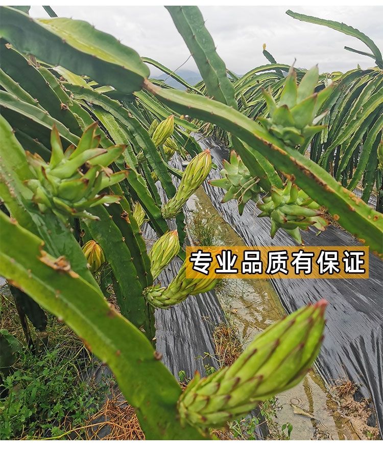 正宗燕窝火龙果苗麒麟果黄龙无刺火龙果苗盆栽果树苗嫁接结果高4050