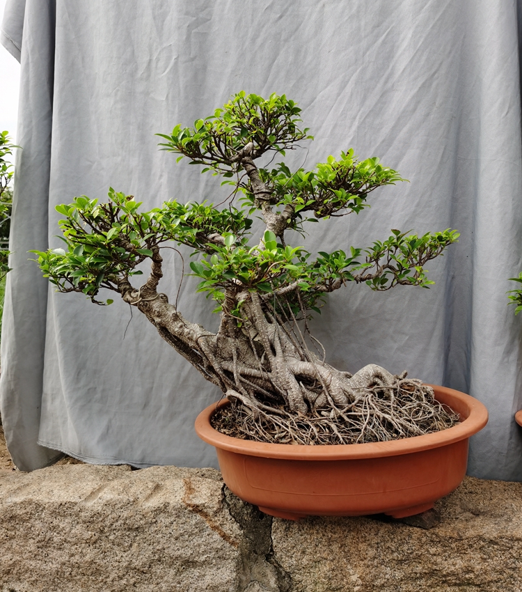 气根榕树盆景树桩台湾榕盆栽 绿植花卉室内外阳台虎皮榕老桩植物 1米s