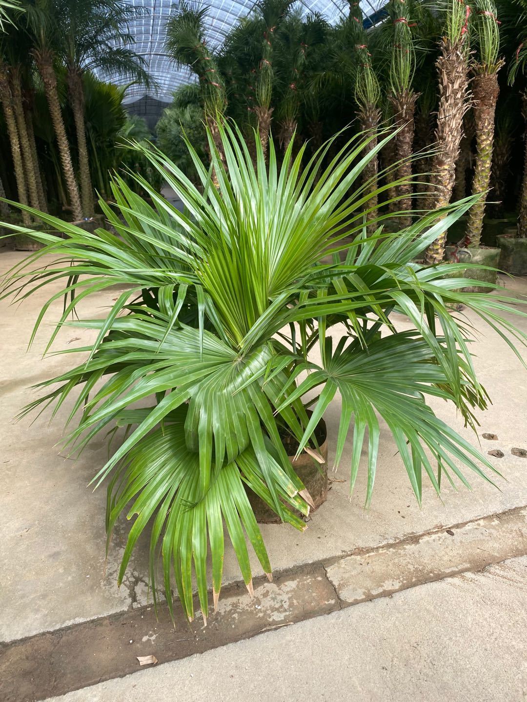 送货上门蒲葵盆栽大叶葵伞大型室内外家居走廊庭院绿植净化空气除甲醛