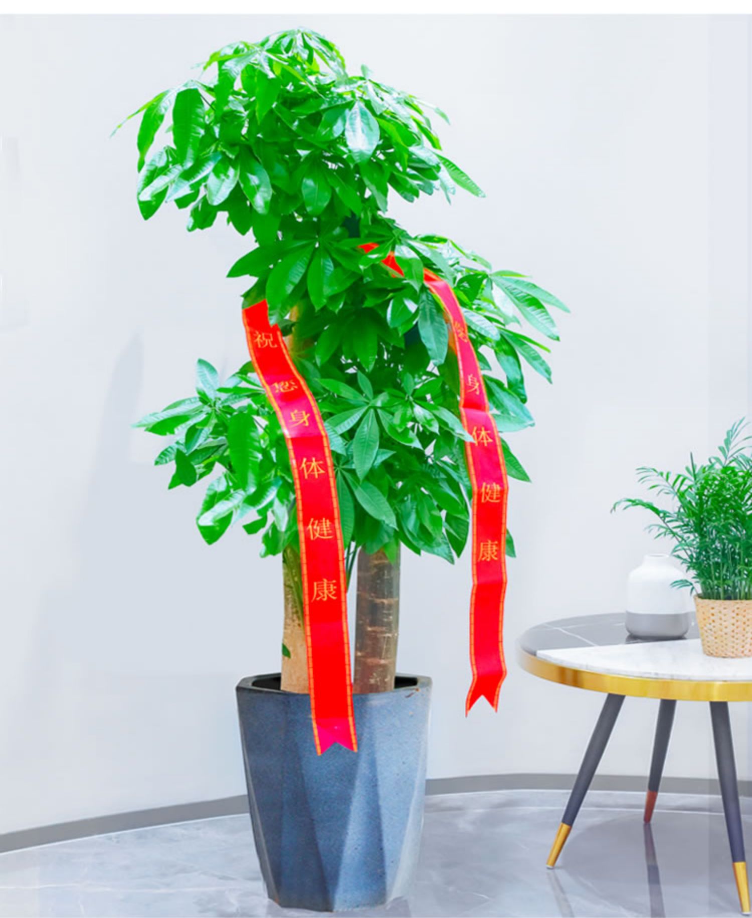 步步高大型发财树好养招财寓意好绿化花卉绿植室内办公室客厅北京 褐