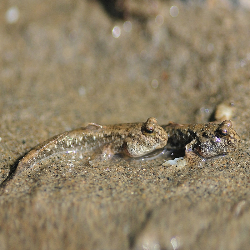 荣郁弹涂鱼跳跳鱼小型热带观赏鱼滩涂淡海汽水鱼萌宠物水陆两栖原生鱼