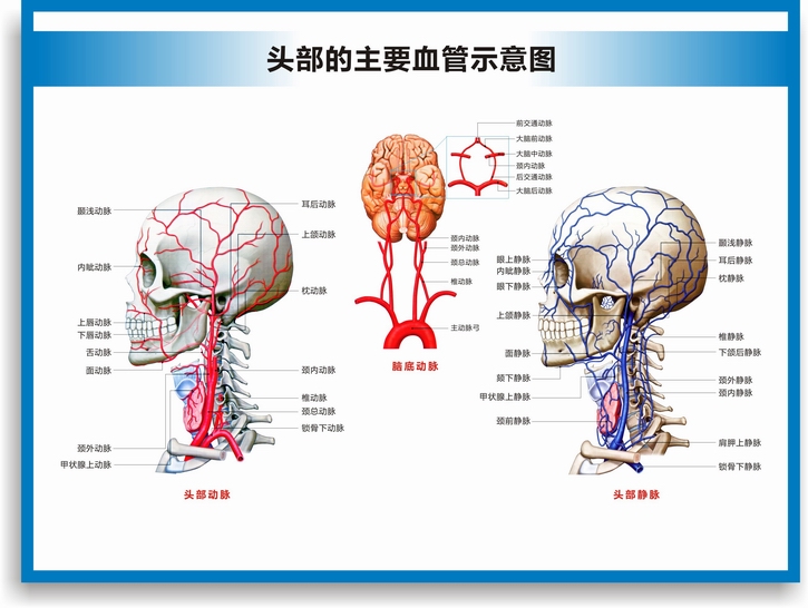 動脈靜脈血管圖血管系統圖人體血液循環系統圖頭部四肢血管掛圖 血管