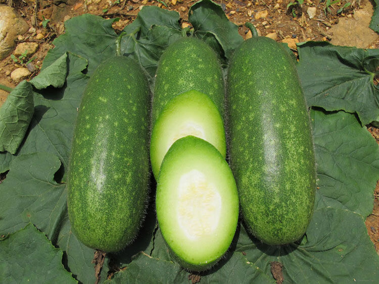 冬瓜新鲜毛节瓜迷你小冬瓜脆嫩东瓜小节瓜毛冬瓜青皮冬瓜3/5/9斤 新鲜