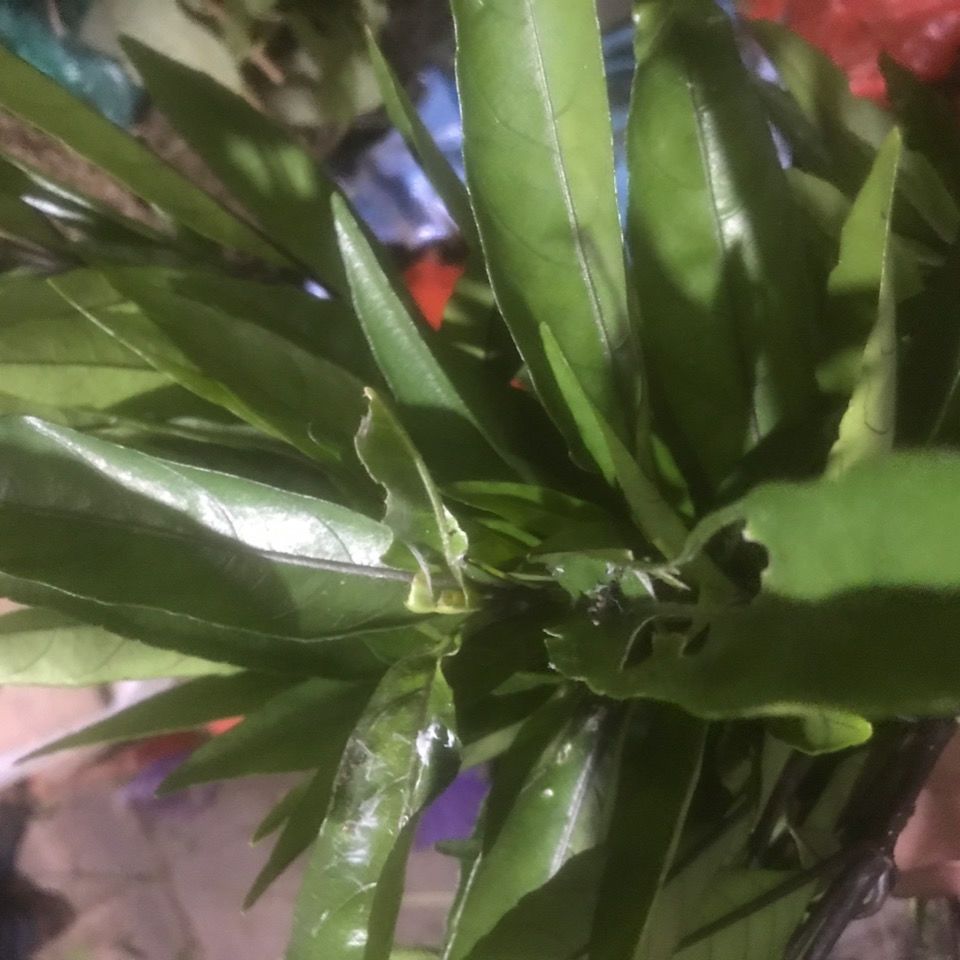 有仁堂 10斤跌打续骨新鲜小驳骨 接骨草 驳骨草 10斤跌打续骨新鲜小驳