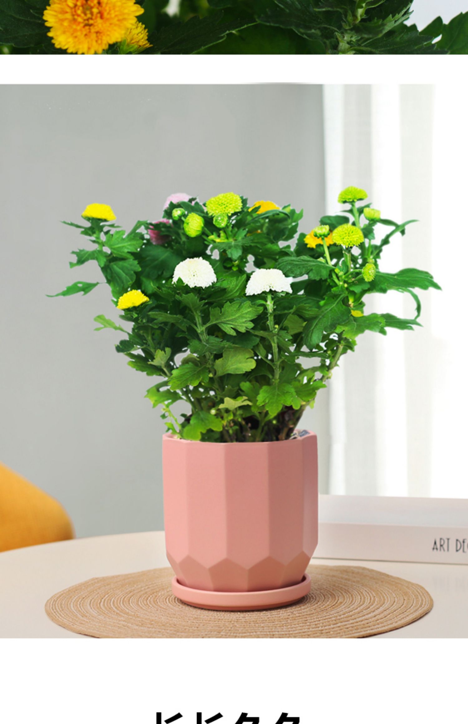 心头肉乒乓菊盆栽植物阳台庭院室内四季好养带花绿植重瓣带花苞植物