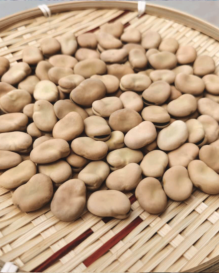 蚕豆干货新货正宗云南干蚕豆生蚕豆散装罗汉豆胡豆新鲜蚕豆种子 1斤装