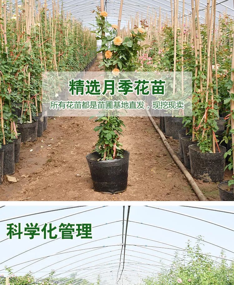 5，薔薇花苗藤本月季特大花樹庭院爬藤植物陽台花卉玫瑰盆栽四季開花 自由精神 四季開花 大花 濃香 小苗高度10-15厘米高營養鉢苗