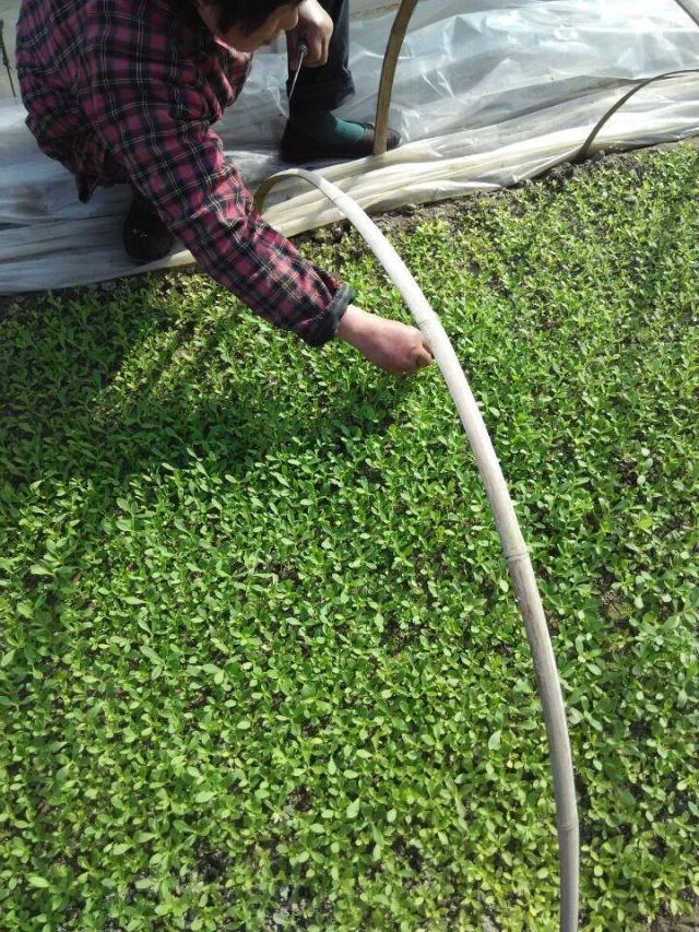 甜叶菊苗甜菊叶苗 阳台盆栽甜叶菊苗 甜叶菊幼苗 甜叶菊种苗食用 薄荷