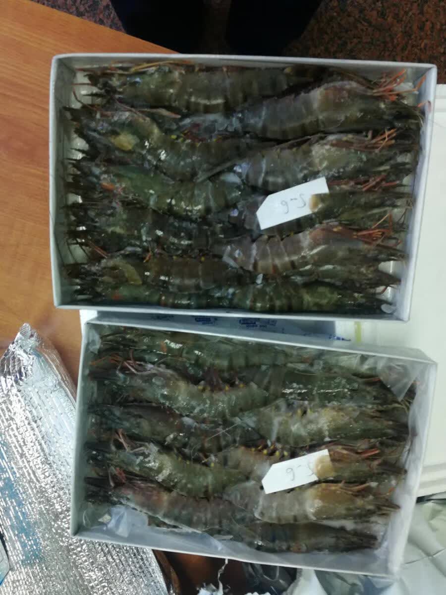 海捕大对虾黑虎虾超大特大号鲜活冷冻新鲜竹节虾斑节虾花尾虾车虾