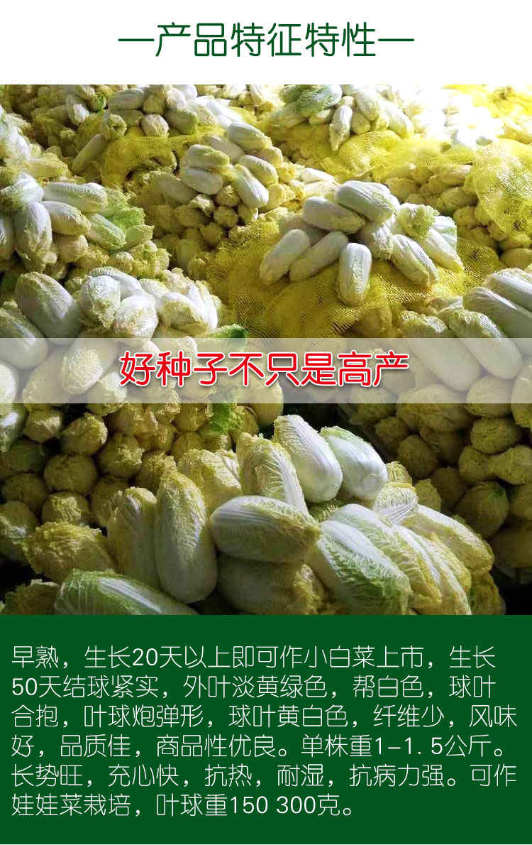 娃娃菜种子小白菜种子黄心娃娃菜种籽小型白菜种子四季华耐娃娃菜2克