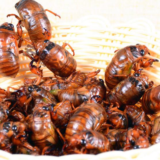 知了猴金蝉知了猴蝉蛹新鲜100只活体结了龟山东特产爬叉猴鲜活多种