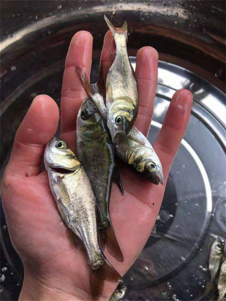 大头鱼苗花鲢苗胖头鱼鱼苗淡水活体小鱼苗好养殖食用鲢鳙鱼苗活鱼