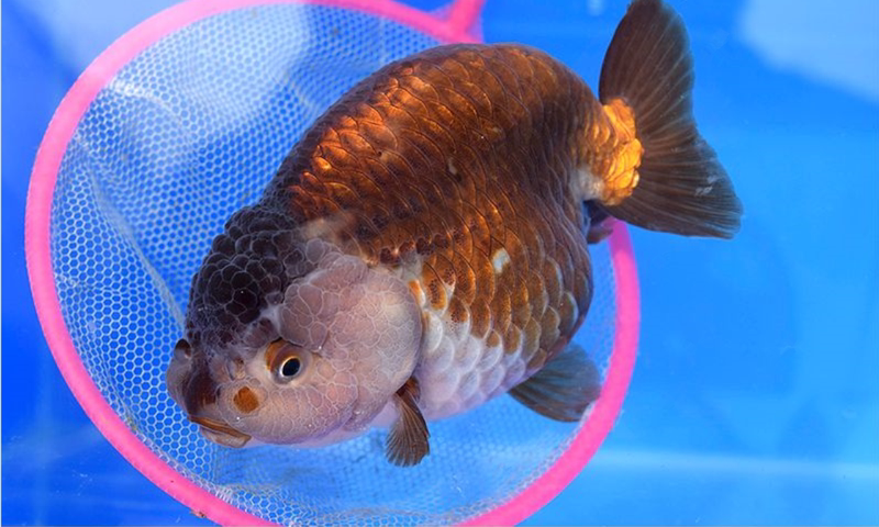 潘氏小尾兰寿金鱼活体精品黑五花樱花寿红白寿紫水墨重墨包活好养67cm