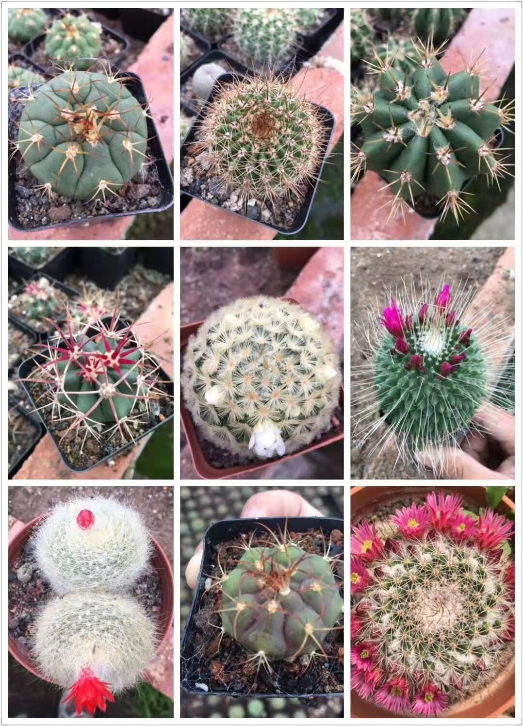 火麒麟实生金虎仙人球多肉植物办公室内电脑四季盆栽含盆带土栽好